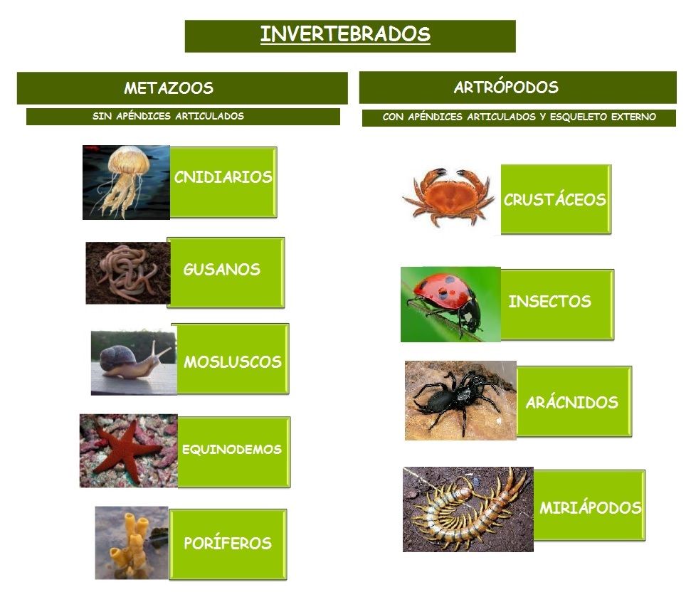 animales invertebrados