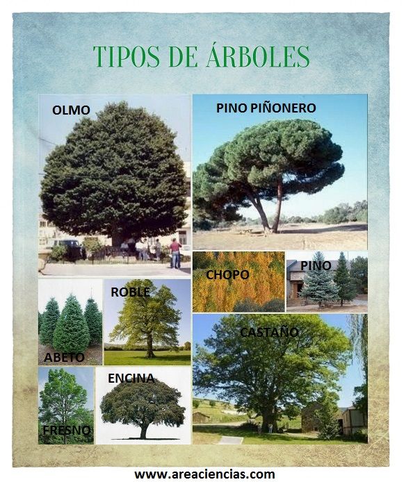 Details 48 tipos de árboles conocidos