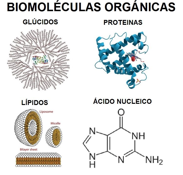 Biomoleculas: Qué son y Tipos de Biomoleculas. Bioelementos
